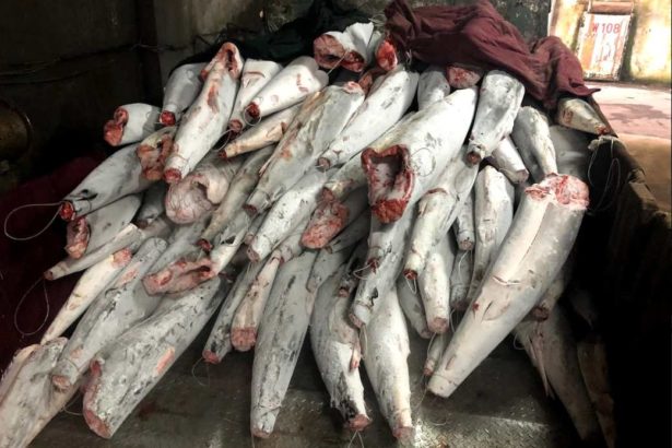 Fishing in violation of the law is heavily punished! Jinchang 6 was fined 11.4 million for killing black shark, International focus 11 was fined 3.75 million, and its license was withdrawn for 5 months.