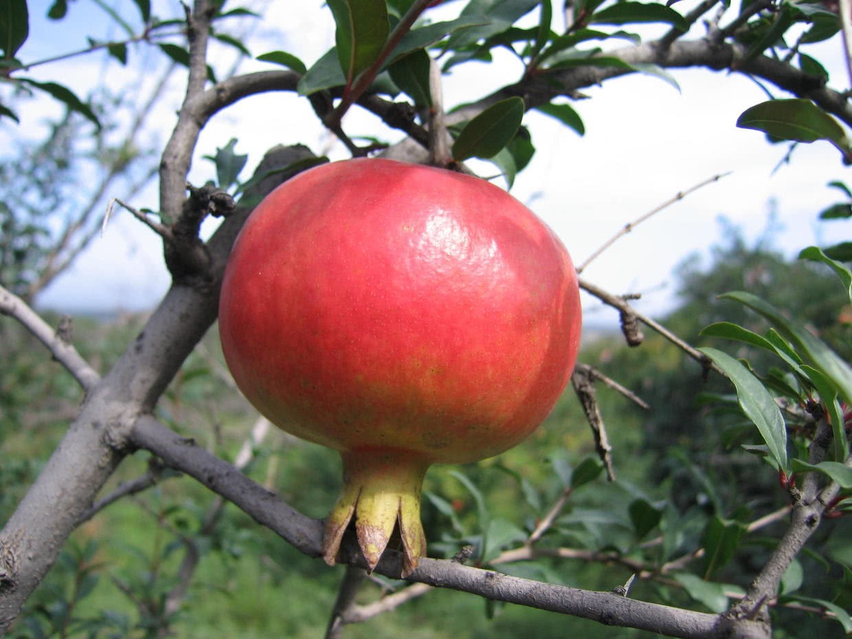 Buying pomegranates is so picky, thin meat, sweet juice and a lot of old people and children like it.