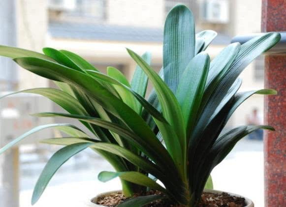 Three kinds of flowers change pots in autumn if the root system is too strong to survive the winter