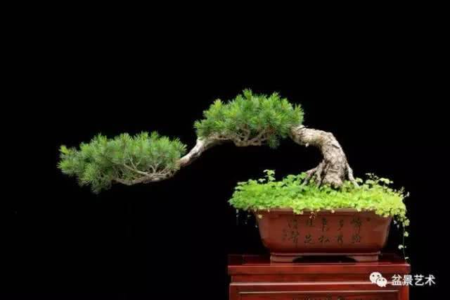 Beijing style bonsai and its style