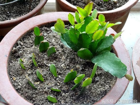 Cutting crab claw orchid in autumn with a little trick, the green flowers burst into the pot with long roots and leaves in more than ten days.