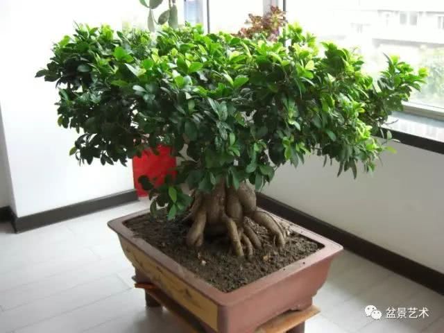 Bonsai management of ginseng and banyan