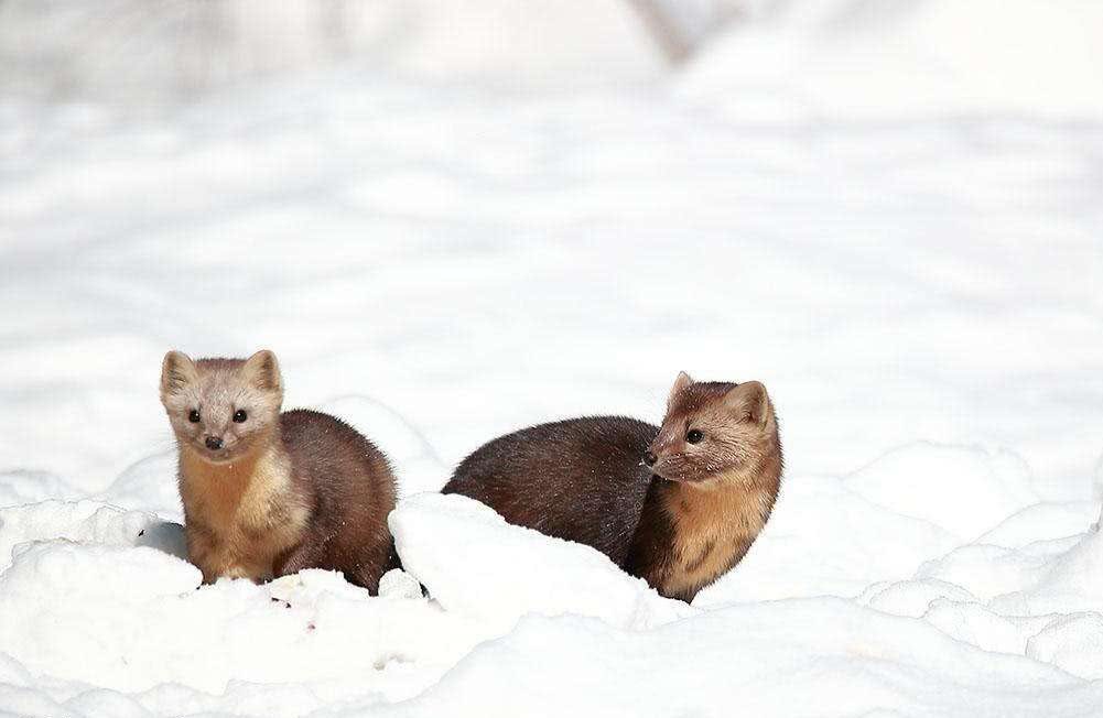 Endangered Northeast Three Treasures A fur worth 300 US dollars China prohibits private farming