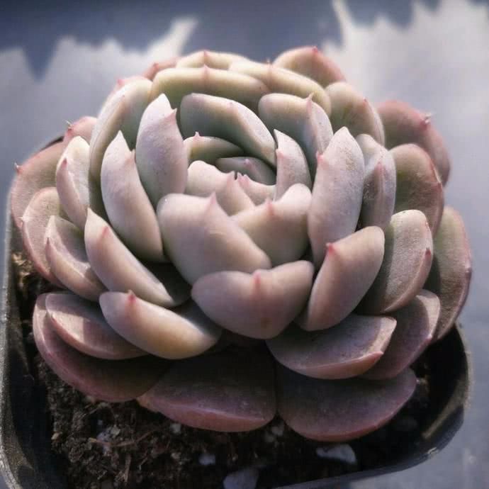 The big misunderstanding of succulent watering has mastered the fat and smooth.