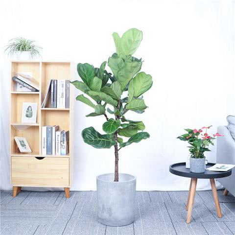 Recommend five kinds of online celebrity plants to high-end atmosphere.