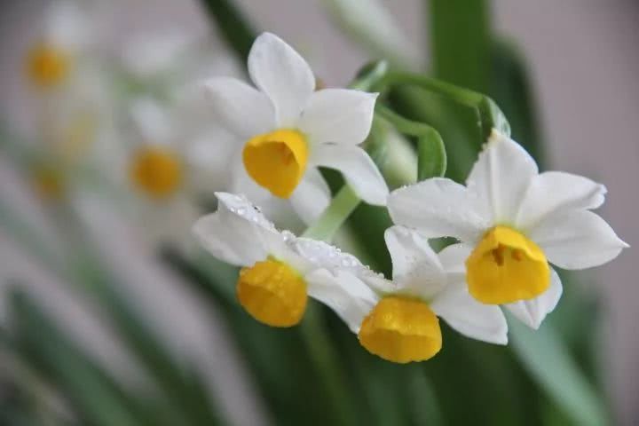 These water plants ask them to decorate your home.