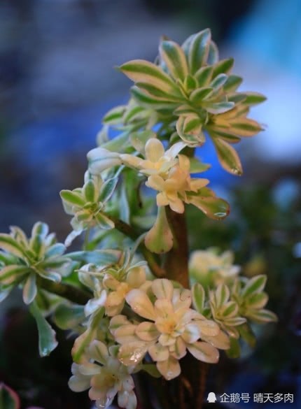 This is a group of succulent plants floating all over the screen.