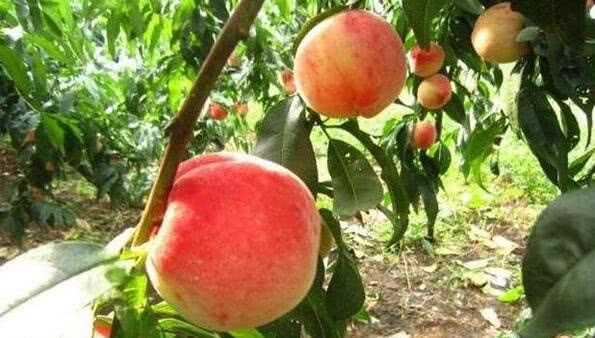 Pruning time and pruning techniques of peach trees at various stages