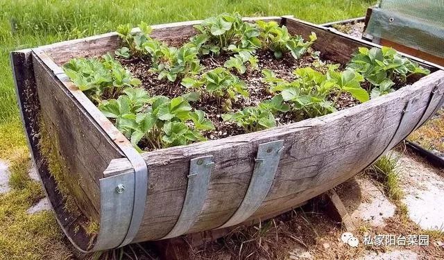 Understand three key problems: don't worry about growing vegetables on the balcony.