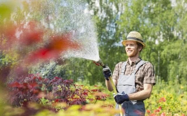 Can you water these three kinds of plants? In the correct watering method, you should learn to have strong chlorophyll roots to feed.