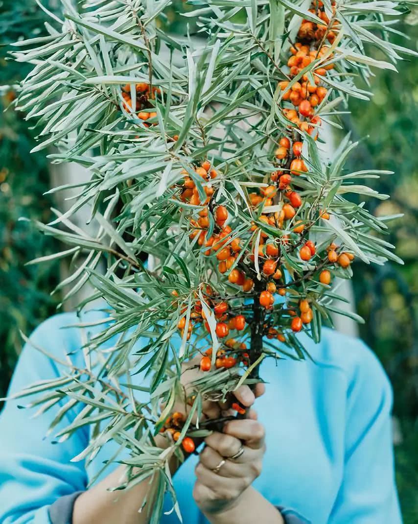 The small berries that can survive in the desert upgrade all the way to become the perfect medicinal plant in the world.