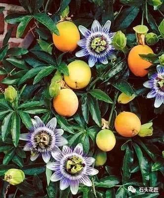 Tell your parents to grow passion fruit on the balcony and stop spending money on one crop after another.