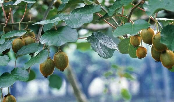 Cause Analysis and Preventive measures of Frost injury of kiwifruit