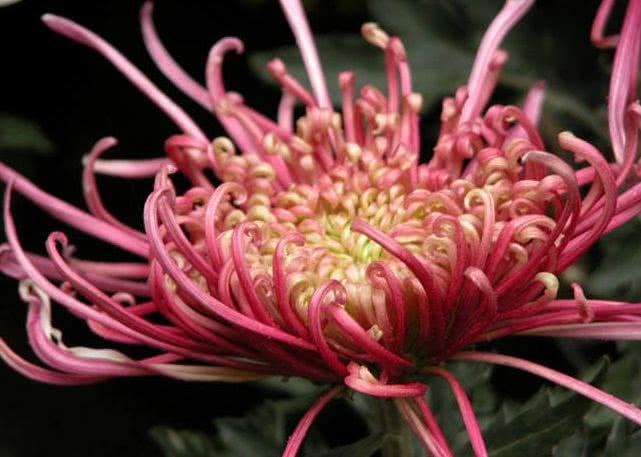 Today, we may need to know chrysanthemum from a different point of view.