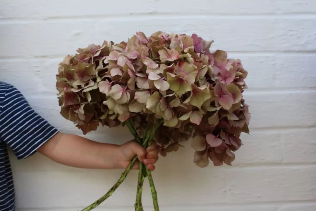 With this technique, the flower arrangement of hydrangea can be watched for two weeks and can be made into charming dried flowers.