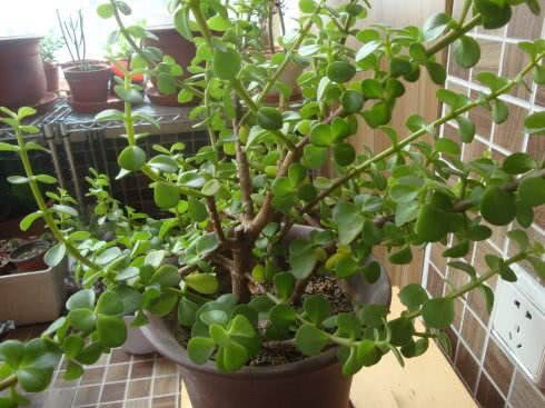 Raise golden branches and jade leaves in autumn to give a scissors plant type beautiful branches and fat leaves a strong pot can raise many pots.