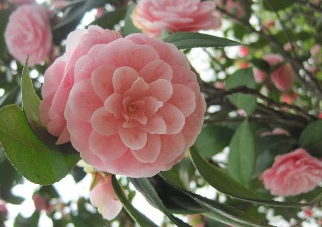 Want bonsai flowers to be more beautiful? Giving it some beauty medicine will make the flowers more beautiful.