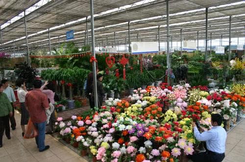 There is something fishy in the flower market to see that these three kinds of flowers are cheap, so don't buy them home and can't keep them alive at all.