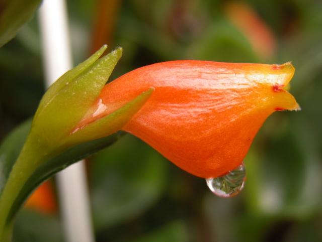 Goldfish hanging orchid branches pinched to the top of the flowers are constantly beautiful and beautiful indoor potted plants are worth getting.