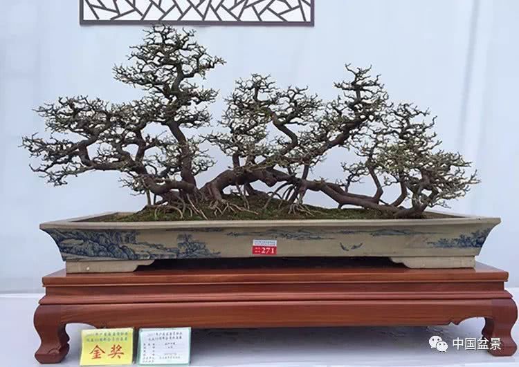 Grasp the yardstick of life and carefully read the award-winning bonsai mandarin