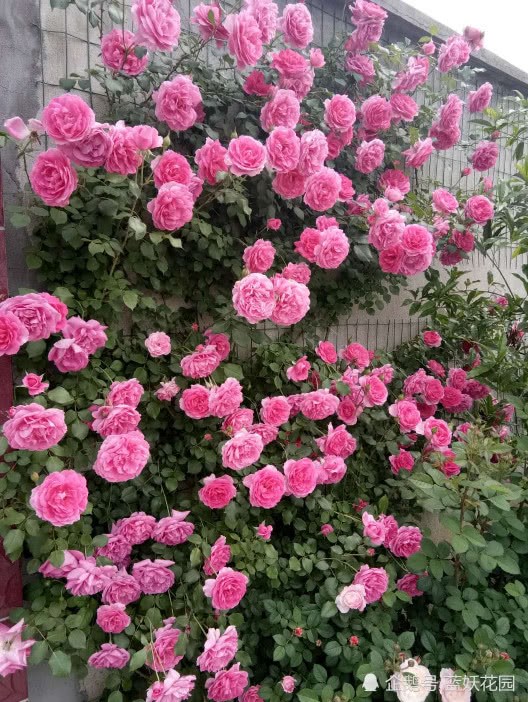 Ten kinds of flowering rose are super easy to grow up on the balcony.