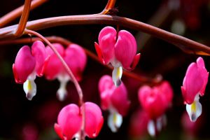 The autumn and winter season is coming soon. We keep several pots of frozen flowers at home, which can be enjoyed even if they are cold.