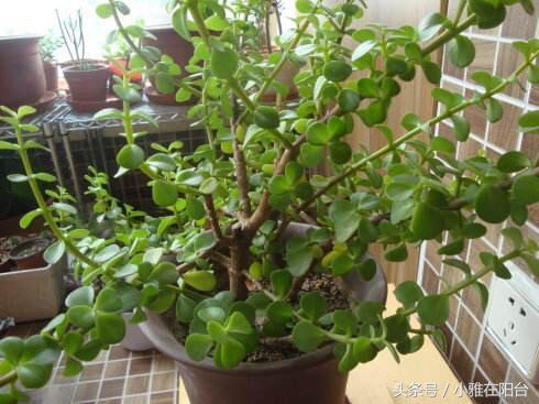 Raise golden branches and jade leaves in October, trim them in this way, grow faster, plant shape more beautiful, one pot becomes more beautiful.