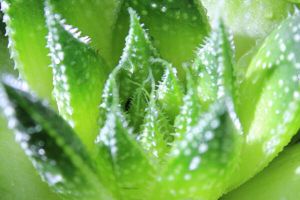 Aloe vera sells for more than 10,000 yuan, where is it worth so much money? after reading it, I understand!