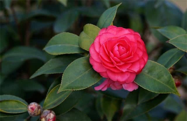 Using this kind of water to water camellias, gardenias and magnolia can save blooming and exploding pots.