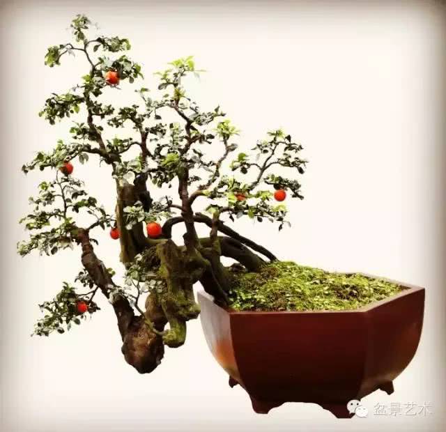 Growth habits of bonsai with golden marbles