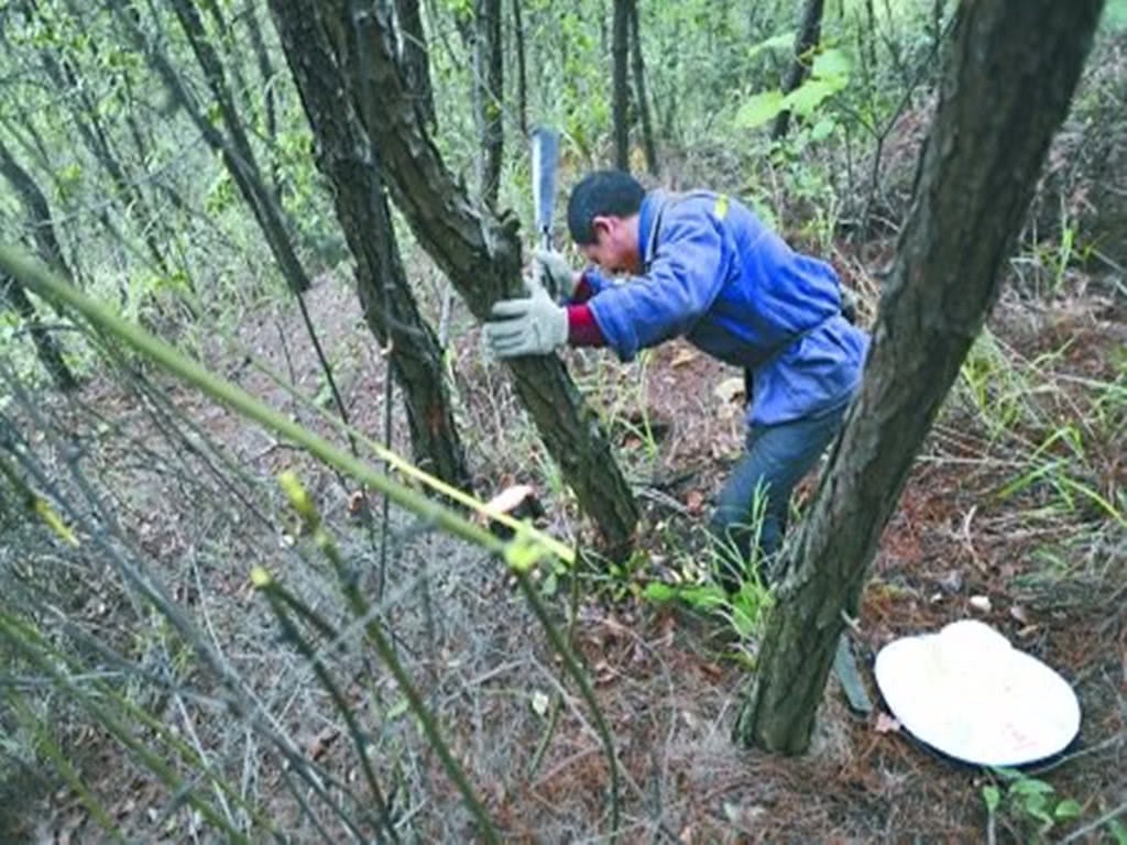 My cousin picked up a basket of pine bark raised orchids on the mountain and was thrown away on the spot. Uncle: don't harm the orchids.