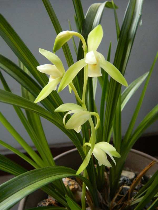 The best cultivated orchid flowers have a dignified and mellow aroma. Blooming for more than a year is a good potted product.