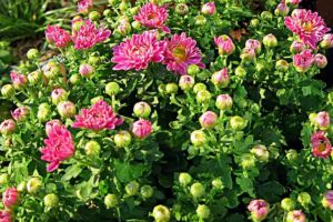 This kind of small chrysanthemum, worry-free but also good-looking, beginners can also develop a big bouquet!