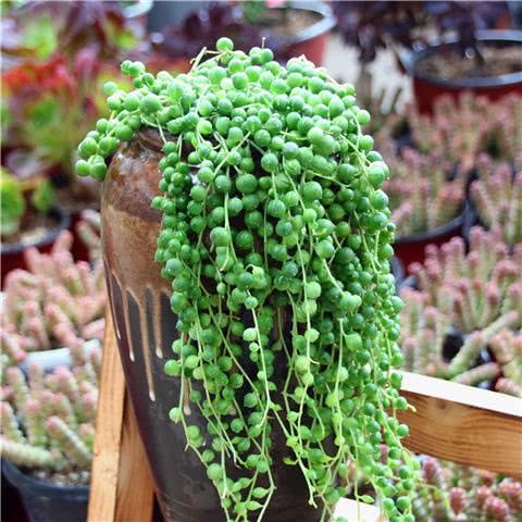 Succulent Buddha beads grow into a waterfall with plump leaves.