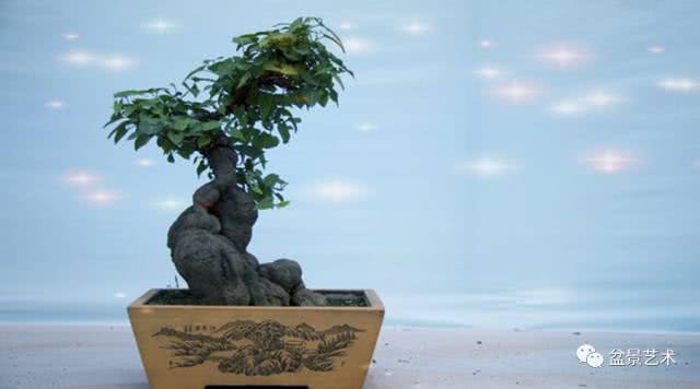 Cultivation techniques of Polygonum multiflorum bonsai