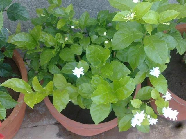 It only takes a little trick to make jasmine cuttings take root quickly.