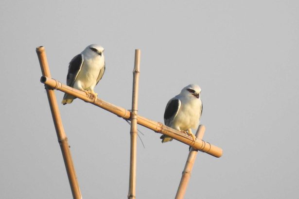 Qiu Jinghui / invites black-winged kites to help farmers catch mice! Set up an artificial perch. DIY, come quickly.