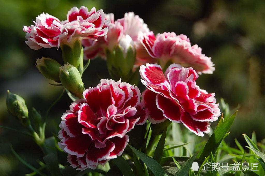 Hydroponic carnation, rose and cyclamen grow twice as fast as soil. This is all the trick.