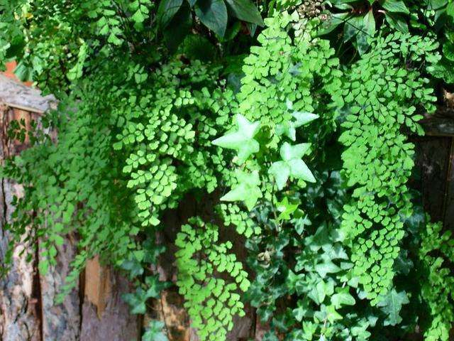 These two kinds of flowers are ugly and ugly, but they should also be raised to mean that they can become the patron saint of the family.