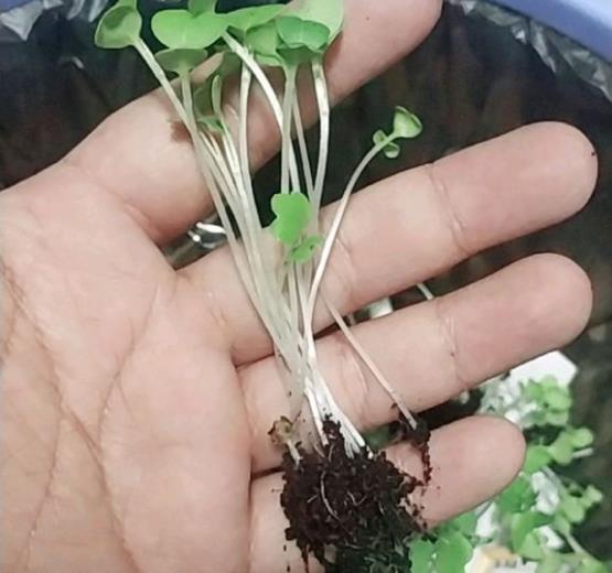 Neighbor elder sister Zhang won't grow flowers and grow vegetables on the balcony and just water it for 10 days and then cut it.