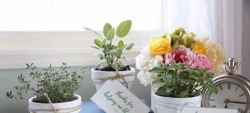 The idea of potted plants as gifts which flowers do you prefer to use as gifts?