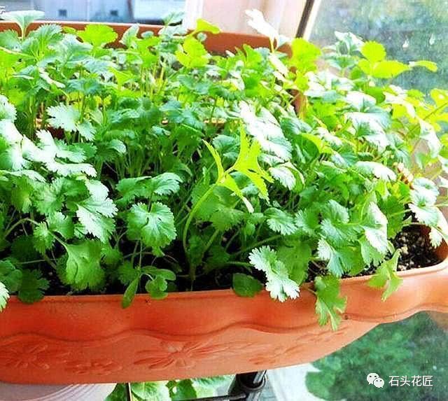 Growing coriander on the balcony uses only two clever tricks to sprout and grow quickly, one stubble and one crop.