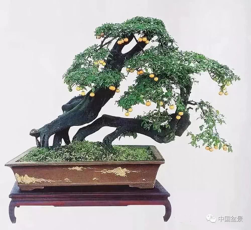 Once in a lifetime-- watching the bonsai collection of Chinese golden marbles in Zunyi