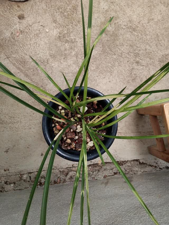 Orchids should be watered from pots and not into buds so as not to cause rot.