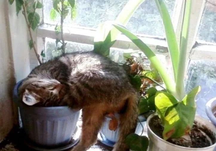 If your cat often destroys potted plants, you can use these methods to control them.