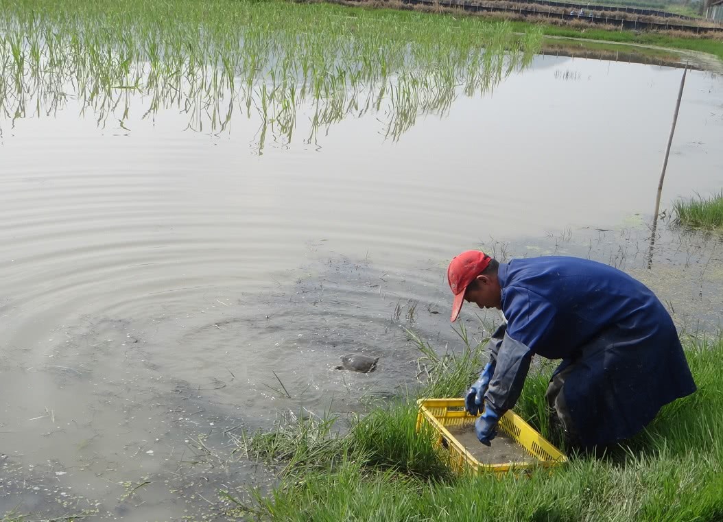 Raising 300 thousand-year-old fish in Zizania caduciflora field, one does not worry about selling more than one stone to help farmers get rich.