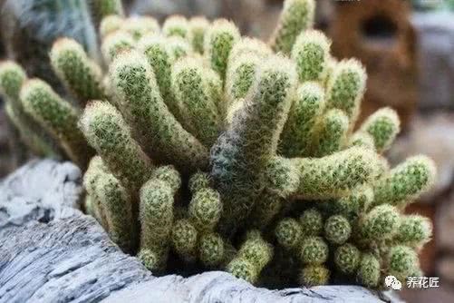 Cactus golden finger culture method novice can also raise full and lovely finger flowers