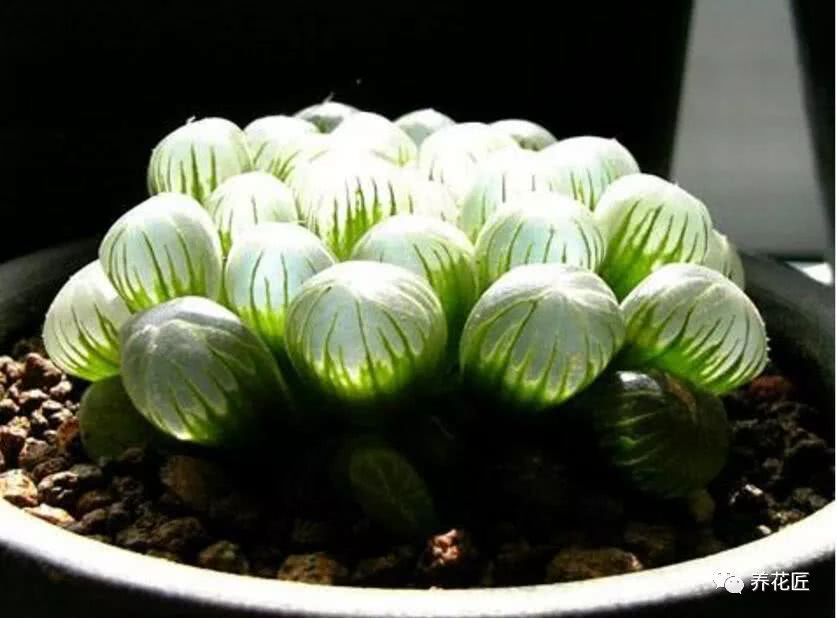 How to raise Yulu the most popular variety of Yulu in your home?