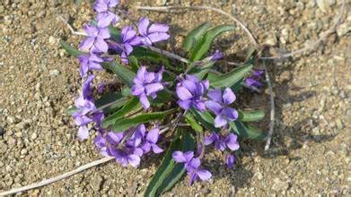 After you meet this kind of flower, ignore it at the doctor's place. It's a treasure.