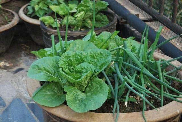 Plant a pot on the balcony in autumn. this dish is longer than potted plants and tastes better than potted plants.